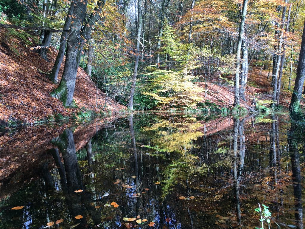 Doorwerth landgoed Duno weerspiegeling van het bos in een van de vijvers aan de fonteinallee